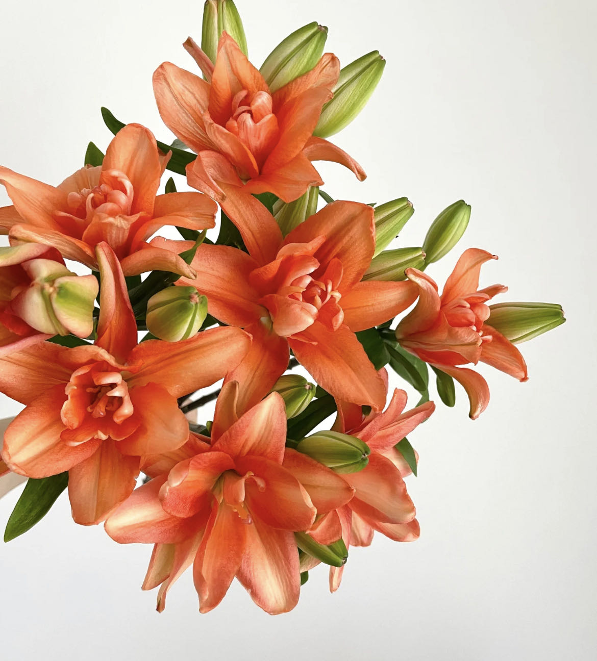 【小阿阮】A级小蜜蜂#幻影宝贝#好养护友好型家庭鲜花装饰 顺丰直发