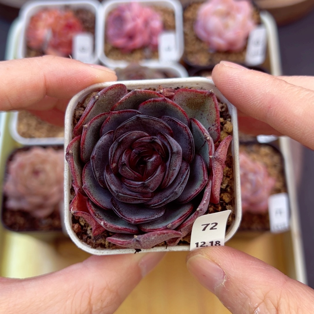 好好看72、哈哈哈哈