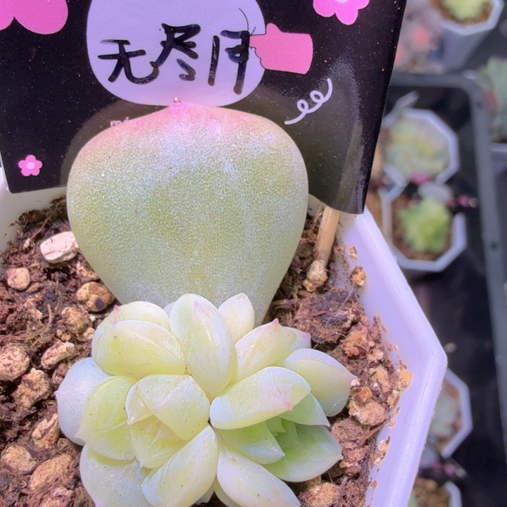无尽月开播福利特
