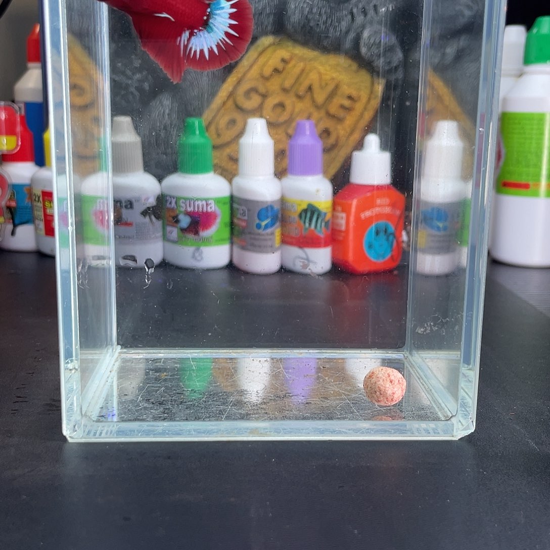 斗鱼24号117早红肉