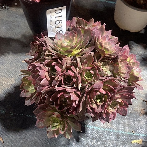 1618万圣节黄锦多肉法师