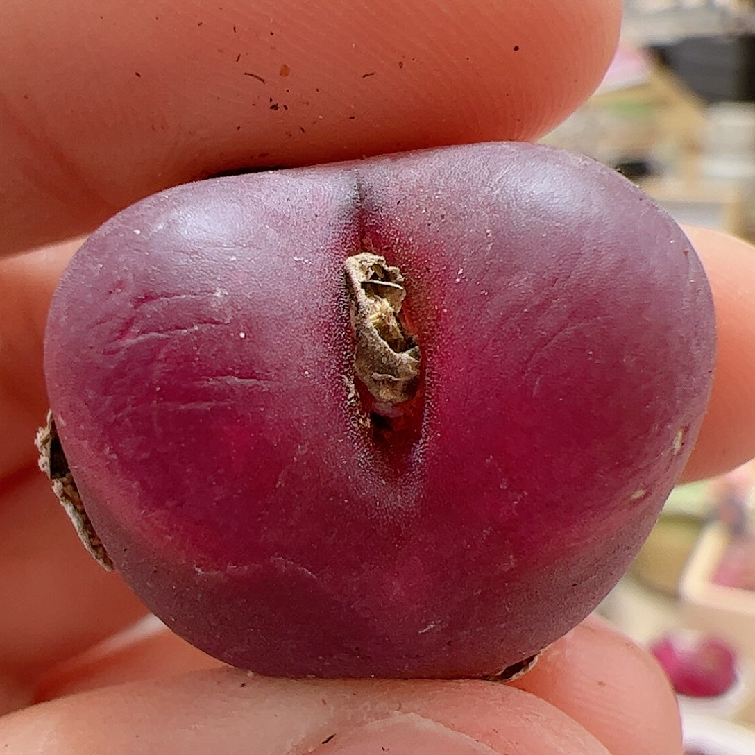 【闪购商品】199 吕氏