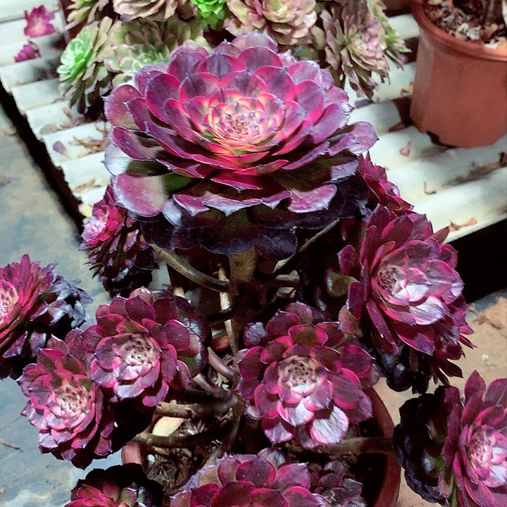 烟花的，多肉植物