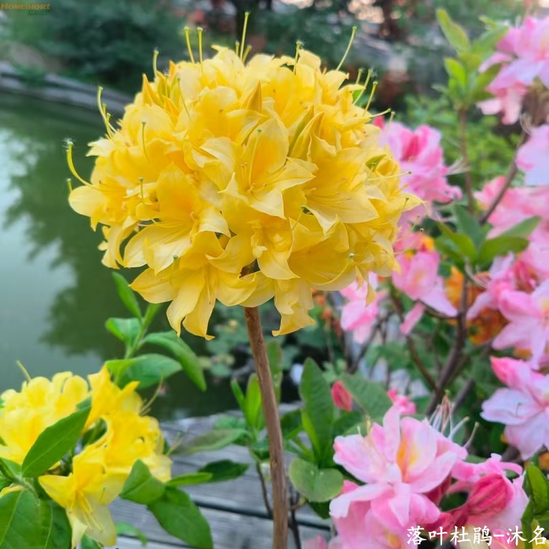 红梅园艺【直播间福利】落叶杜鹃小苗-沐名 超级低价！！！