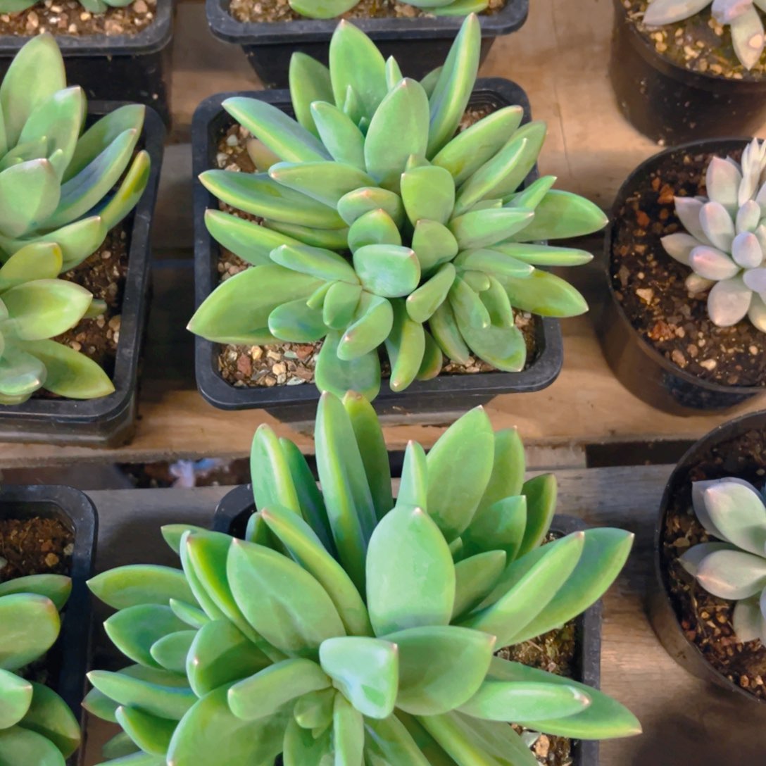 海洋之歌群生中群