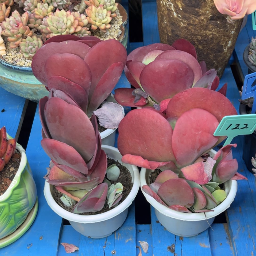 小雨多肉唐印一颗包邮