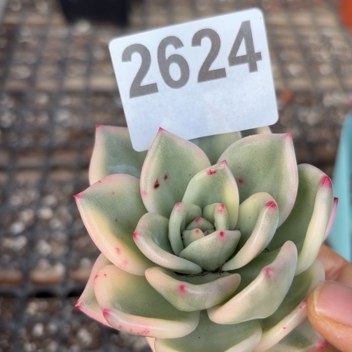 头盖锦无根当天次单满18包邮