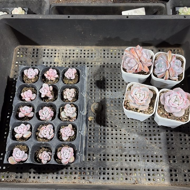 云烟一物一拍专拍