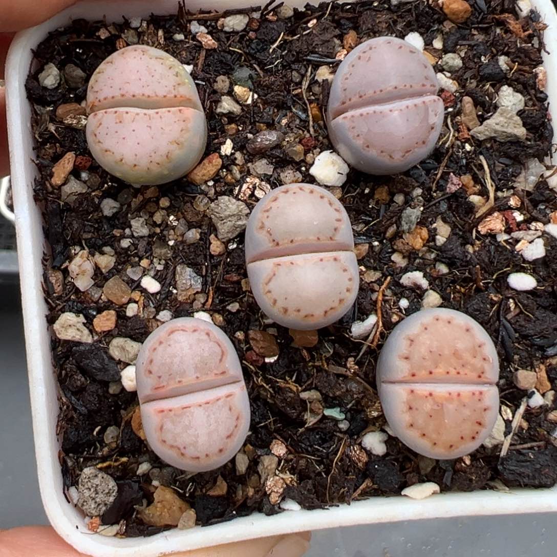 1.21好看的多肉970