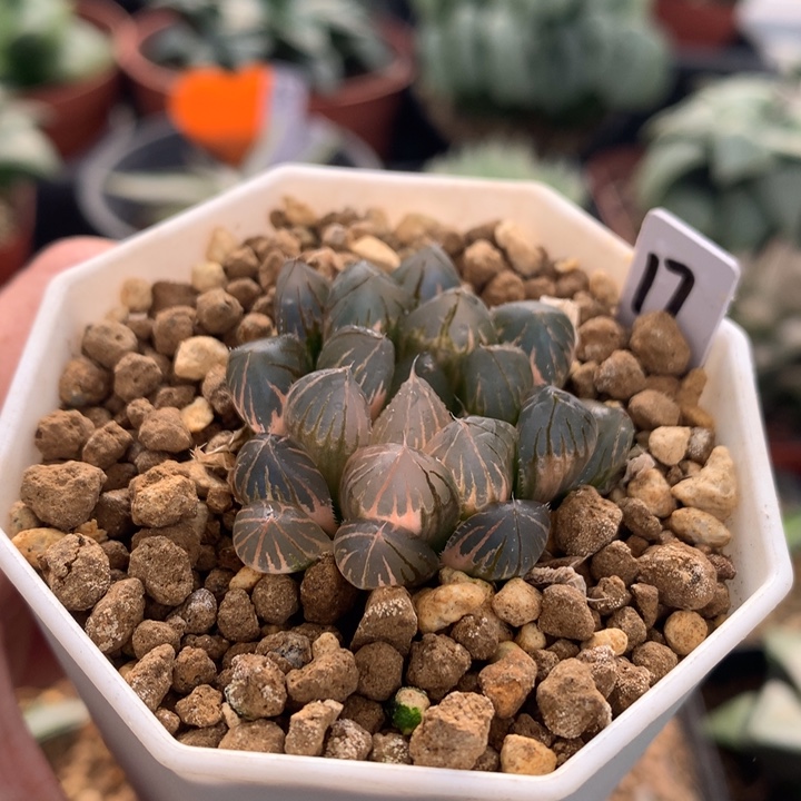 誰****霓虹灯玉露锦，带盆发货