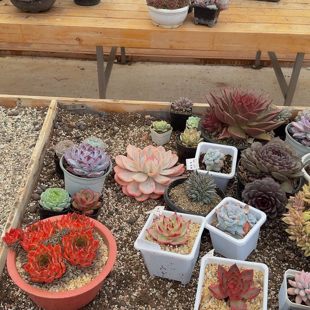 桫***椤1031-118多肉组合