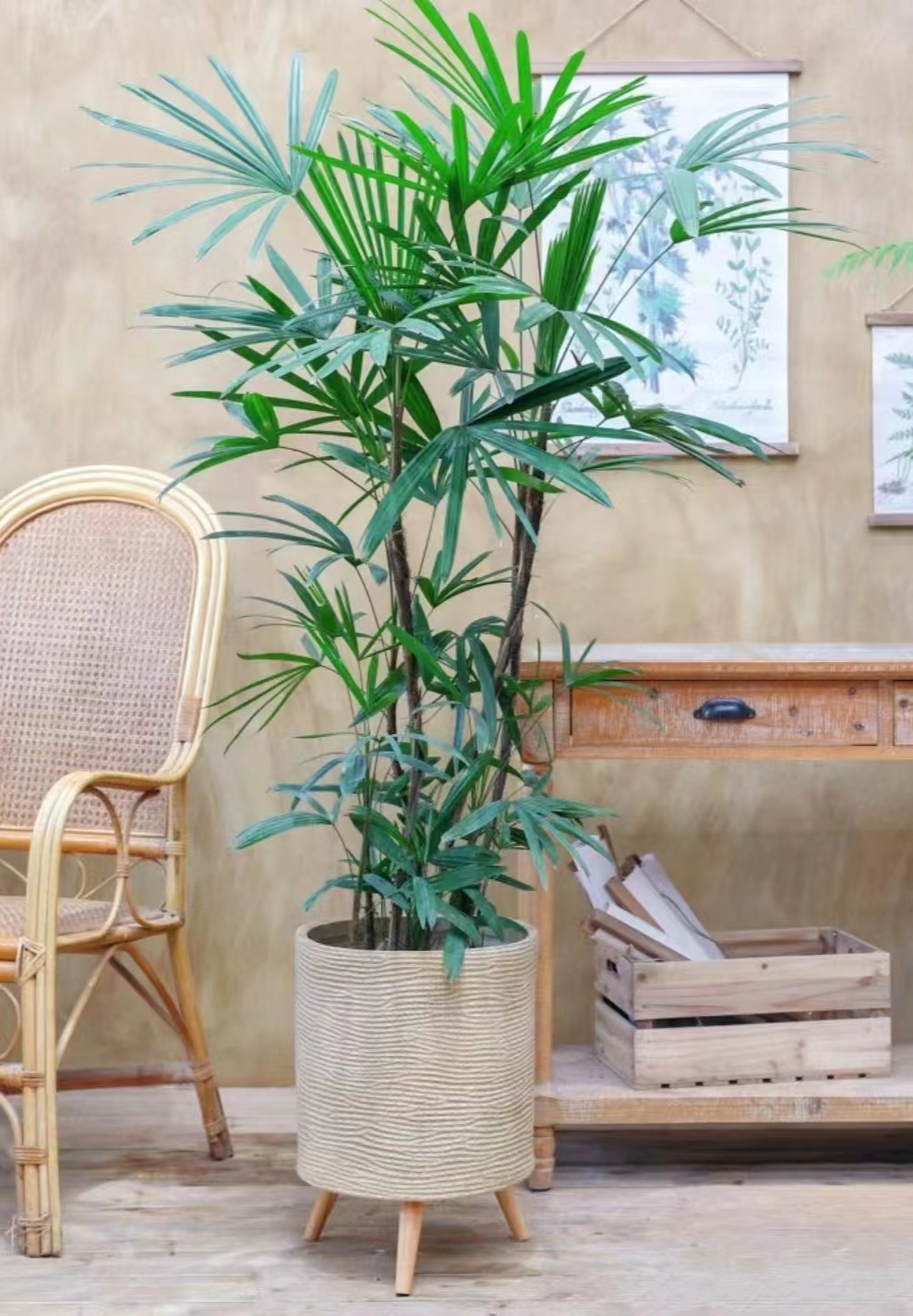 【送货上门】大叶棕竹水培植物室内盆栽绿植净化空气招财竹客厅植物