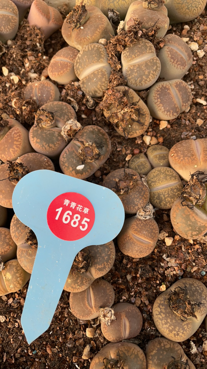 超大颗生石花多肉植物盆栽室内好养绿植花卉日轮4685