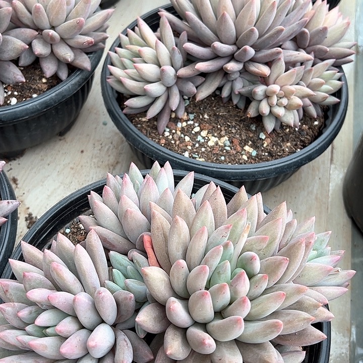 红蜻蜓老桩无砍23-25厘米可挑