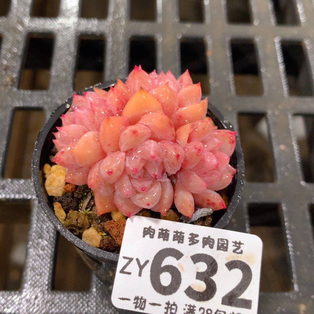 肉萌萌拇指盆精控多肉ZY632