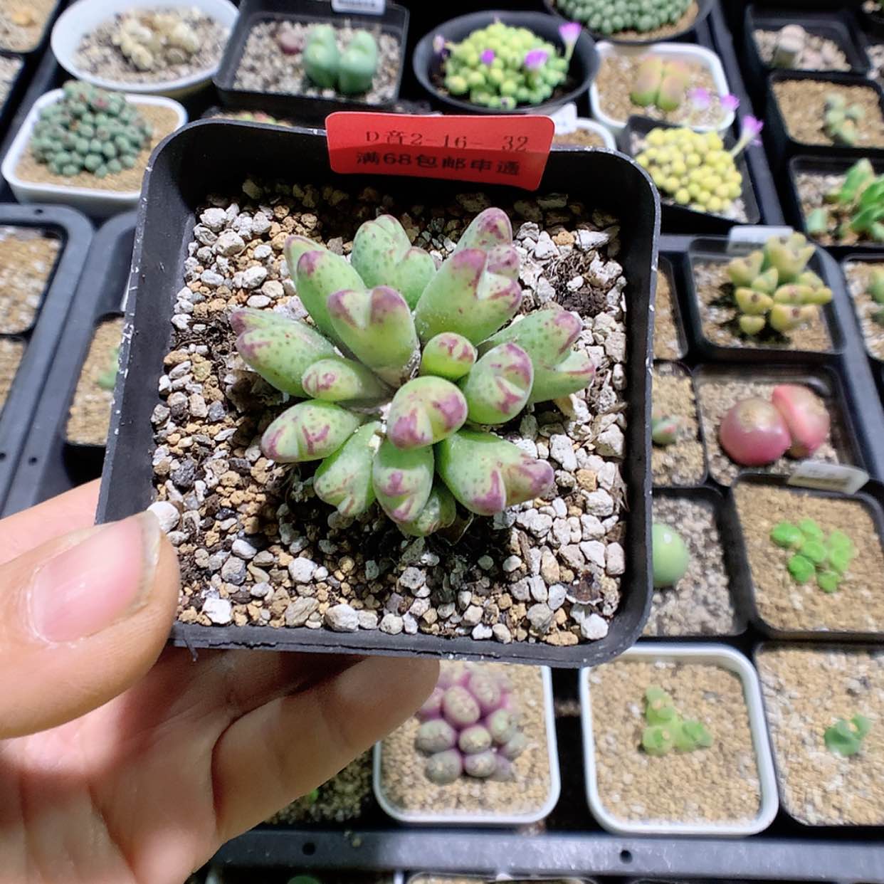 【闪购商品】2-16-32 红嘴一群特 30