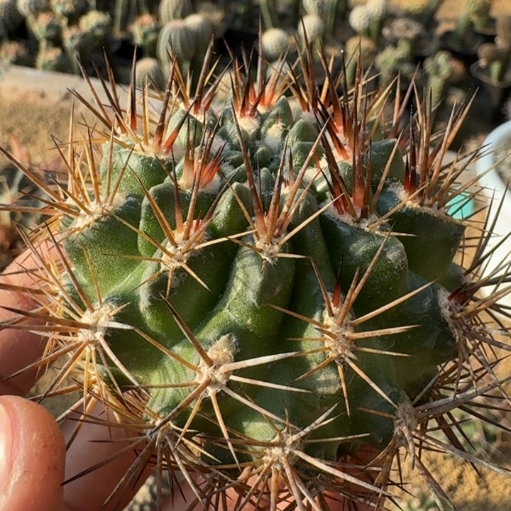 舞昏玉无根666666