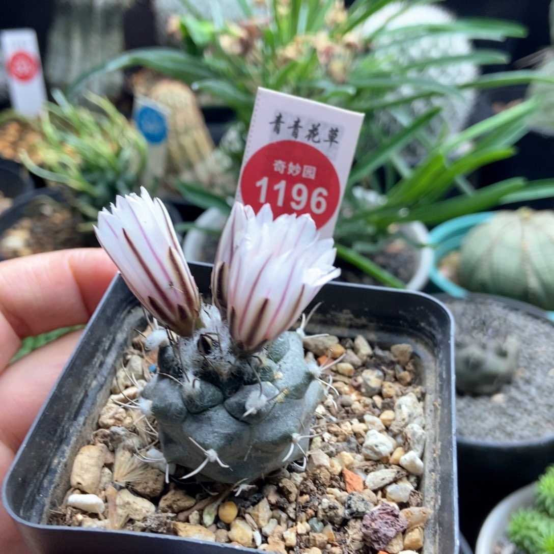 实生雪顶上腊娇丽3.2cm