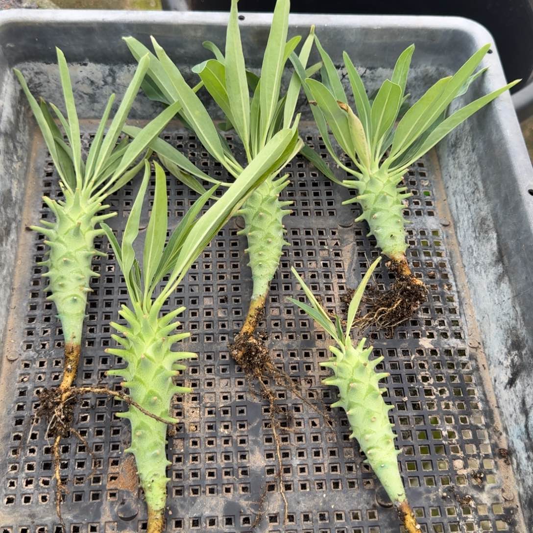 粒藻大戟量拍多肉植物