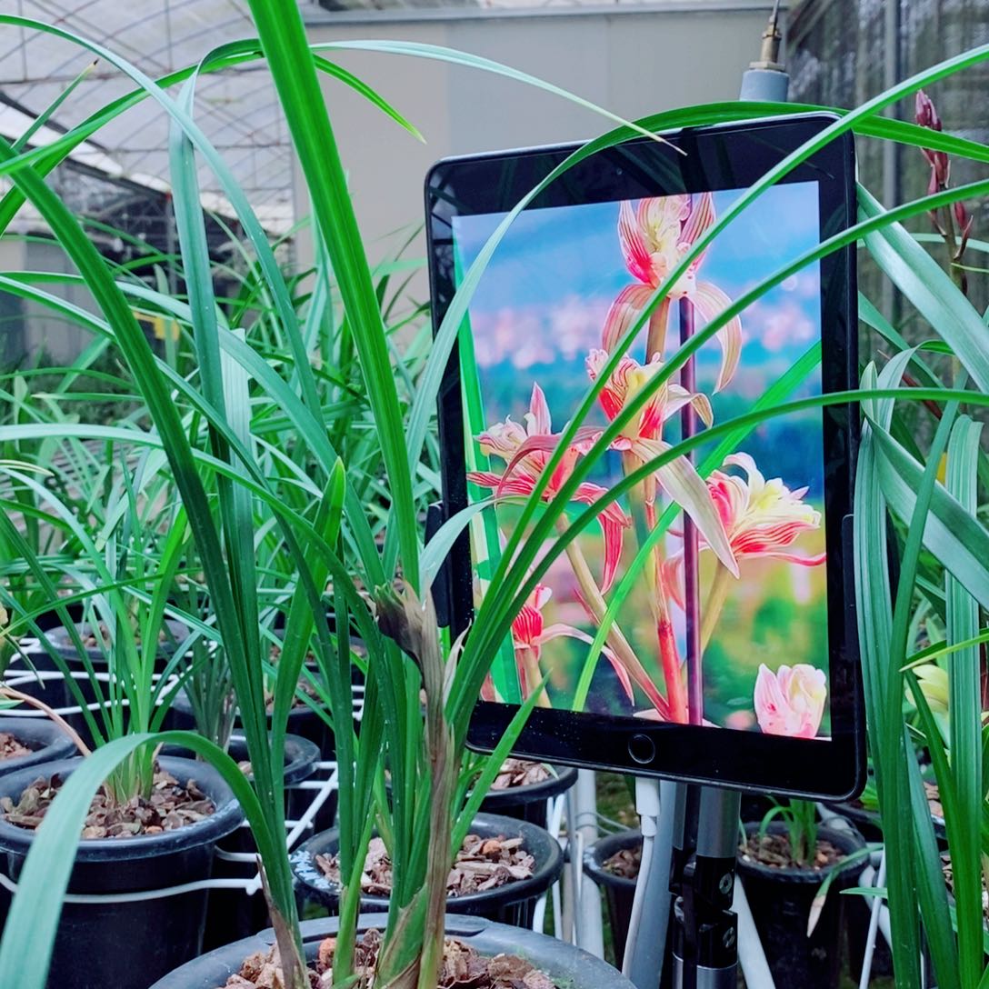 大部分花苞少量开放