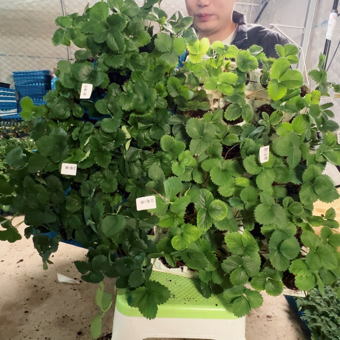 任选10颗草莓苗123456