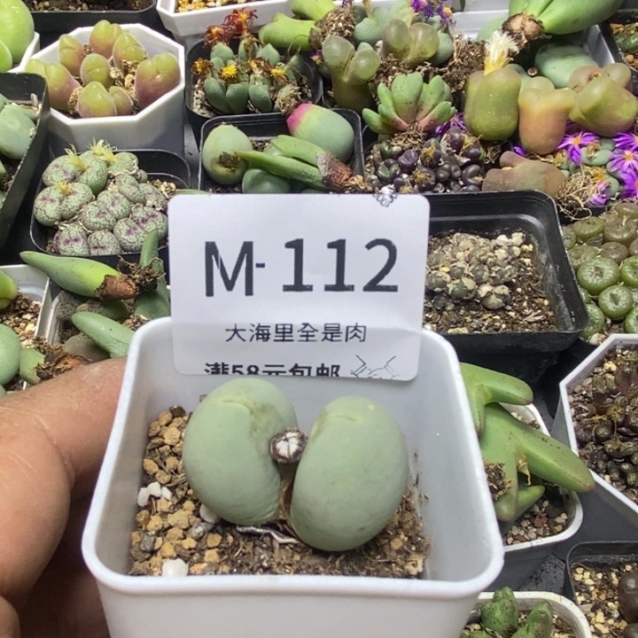 广***情23566666666688833