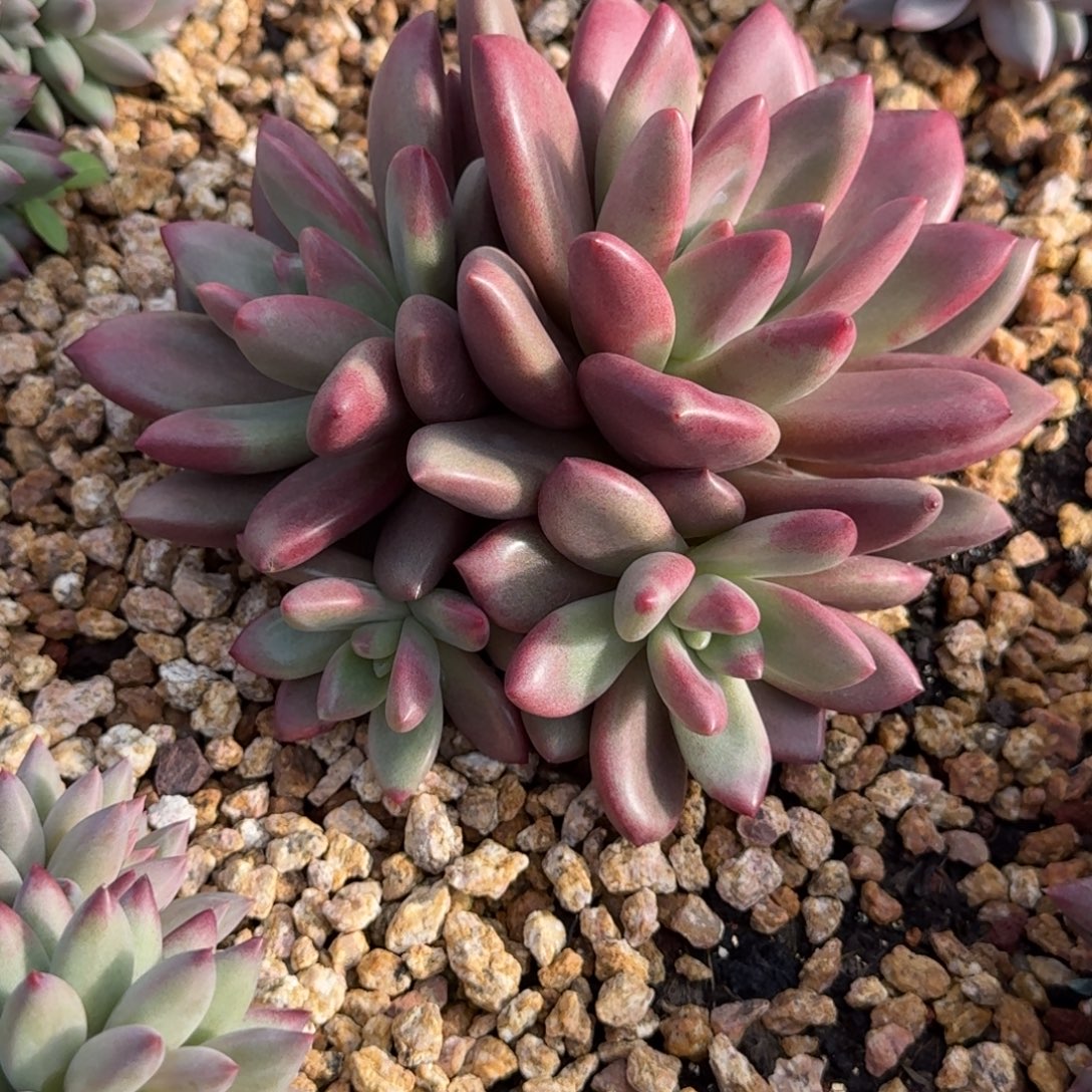 风***人赫菲鱼精品老桩多肉