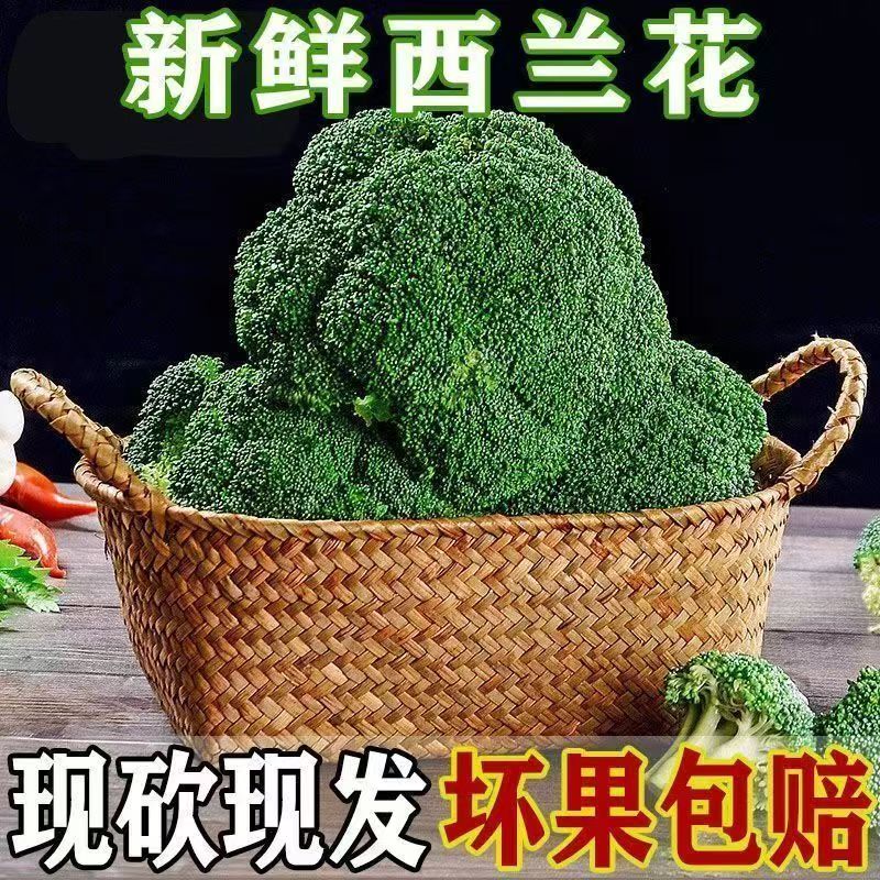 云南新鲜露天种植西兰花菜绿色花菜应季花菜现摘现发