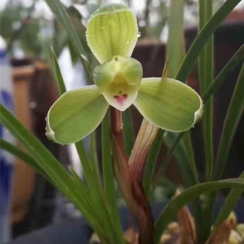 小打梅艺！春兰老八种小打梅出艺！浓香兰花梅瓣品种！