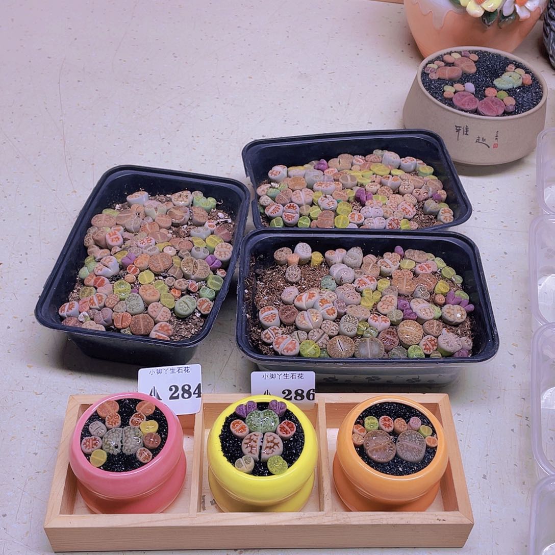 284……开播后一套组合