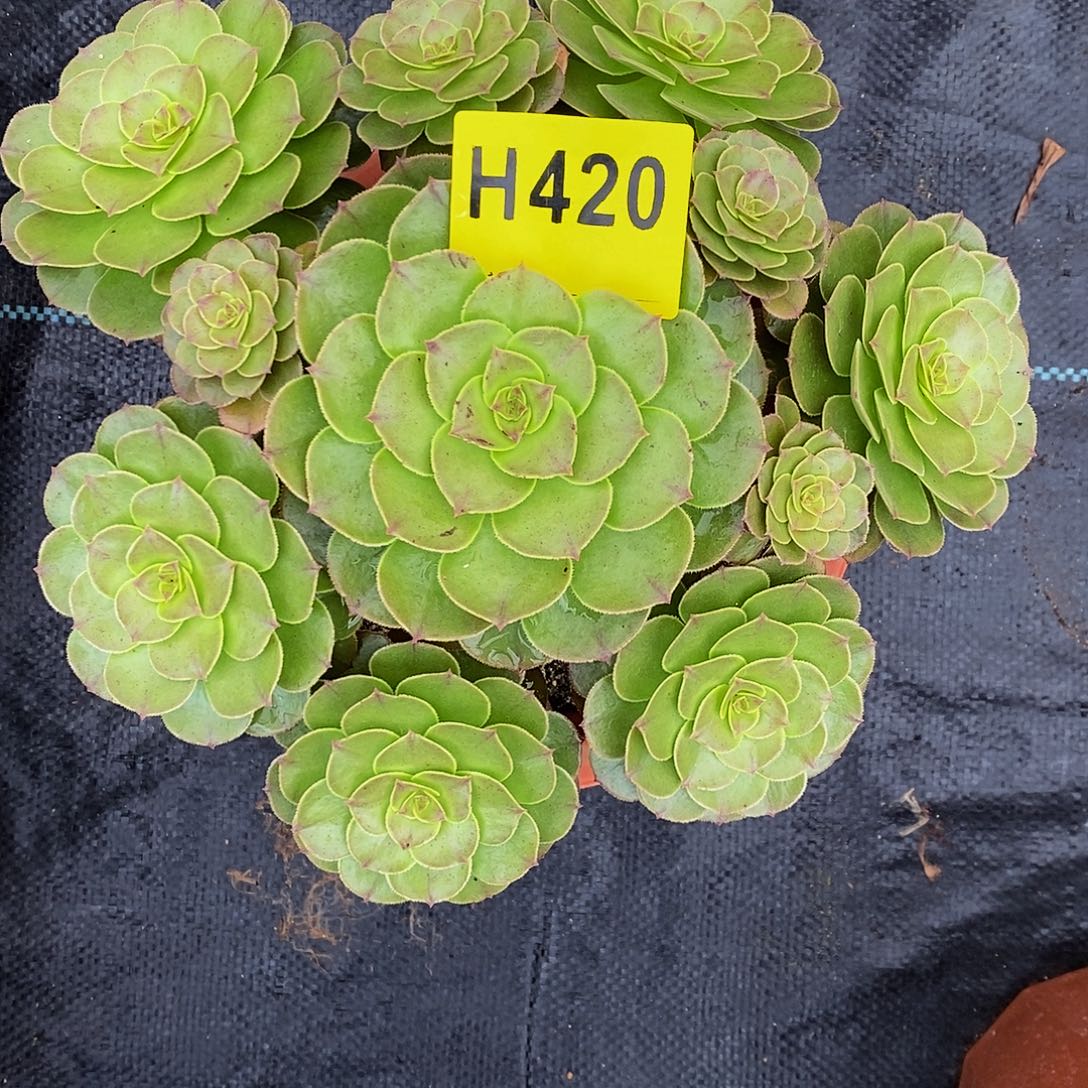 420万圣节333333333