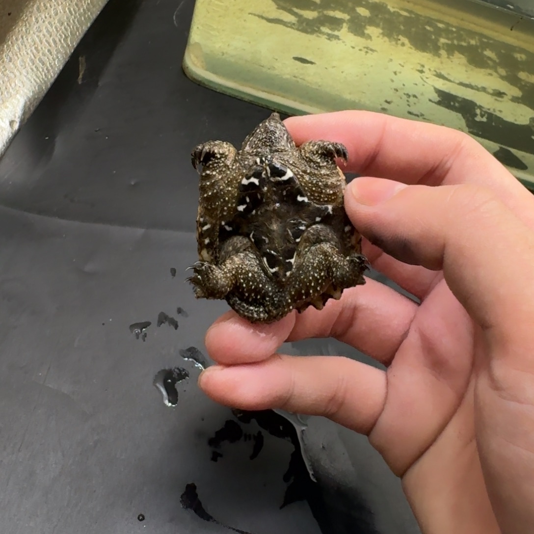 小鳄龟不分公母444