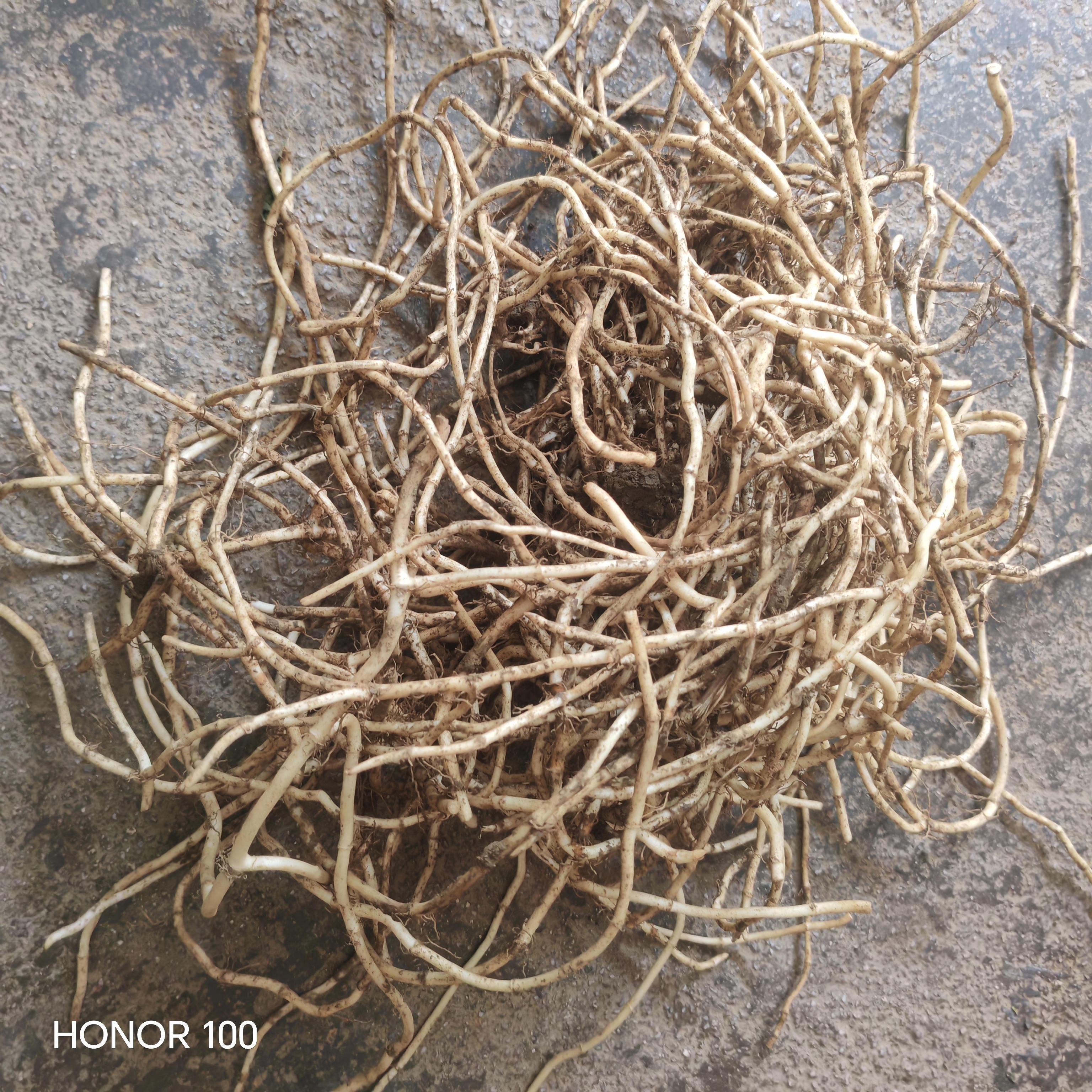 新根上市现挖鲜嫩带泥鱼腥草折耳根可凉拌煲汤蔬菜