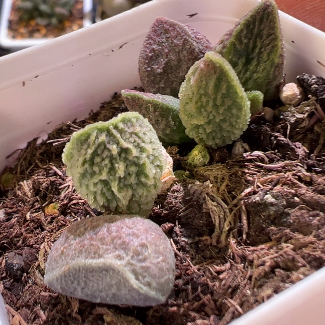 新品福利款多肉植物水泡多肉植物