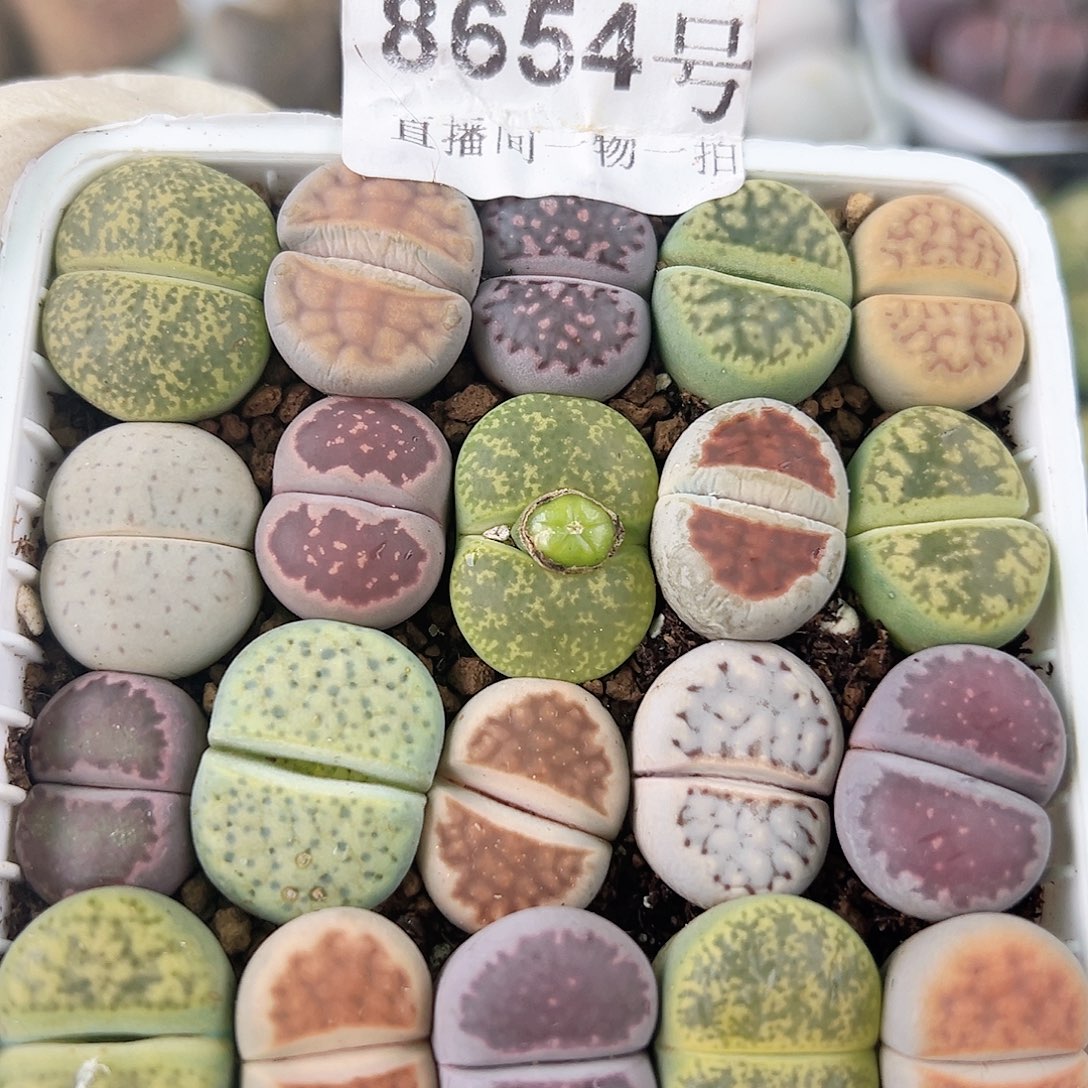 8654 好养易活生石花大母本