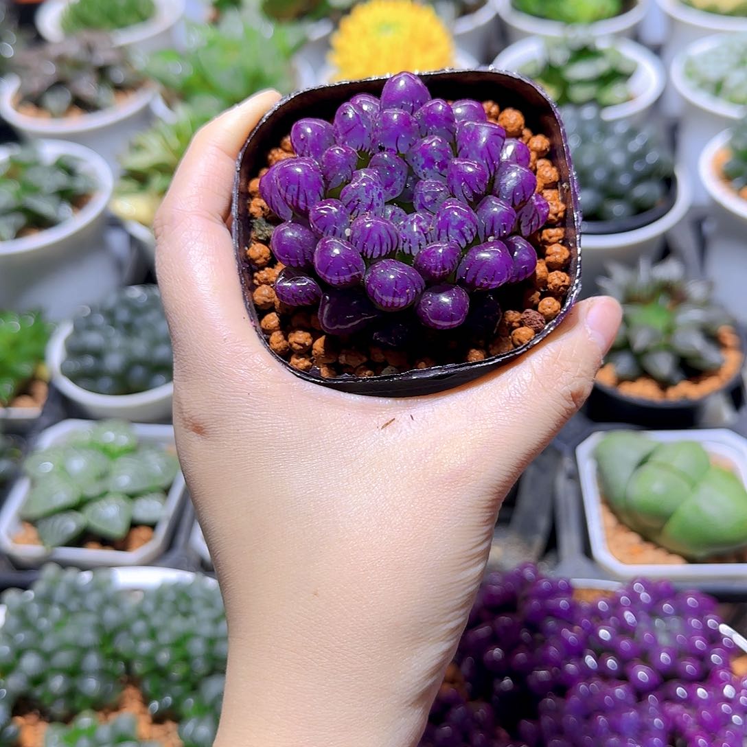 紫宝石冰灯玉露，原盆，人工上色