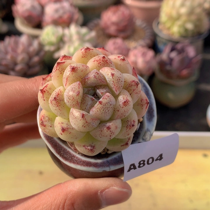 一物一拍满38包邮A804