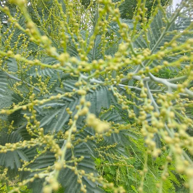 圣诞花也叫金合欢