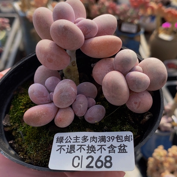 芭比奶洛7cm268多肉植物