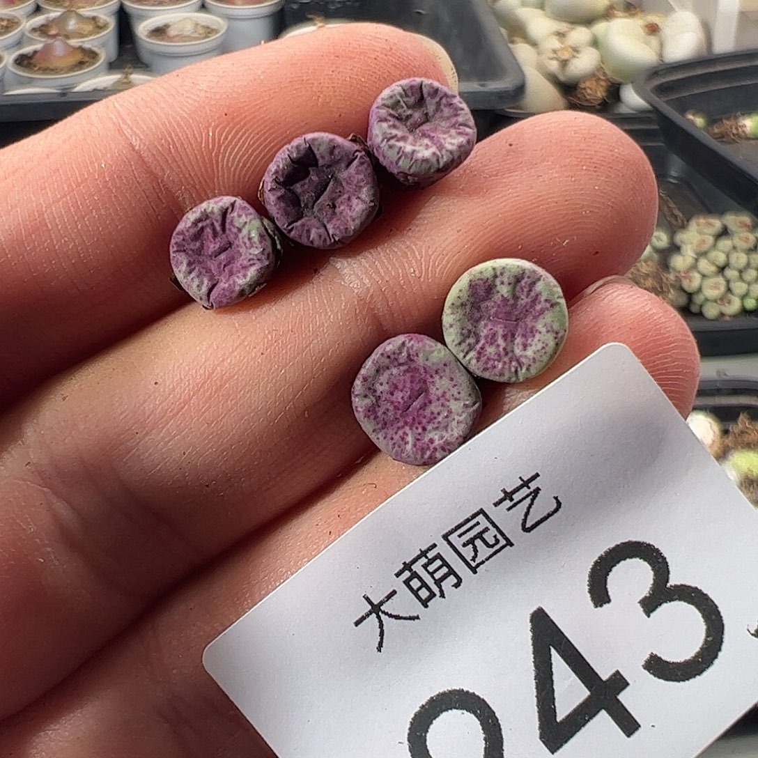 一物一拍。        243