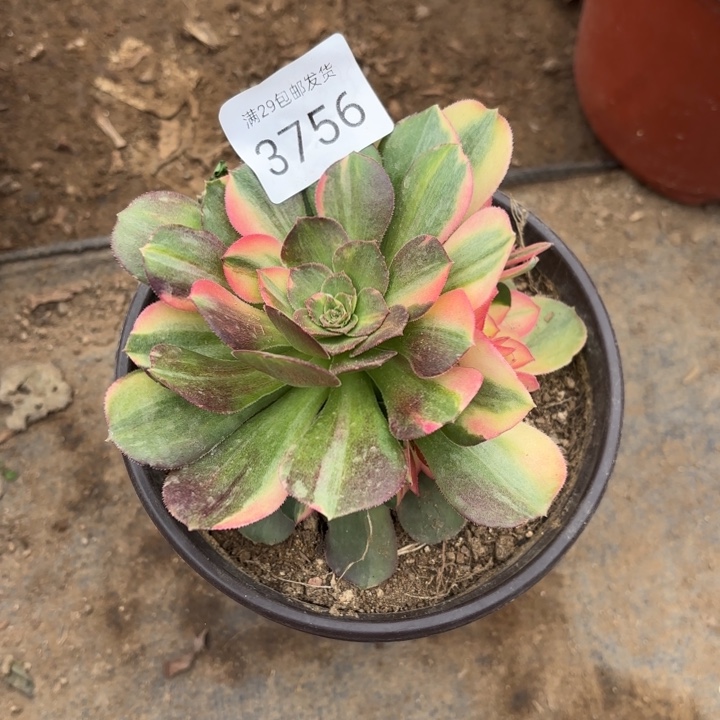 韶羞七彩锦多肉3756