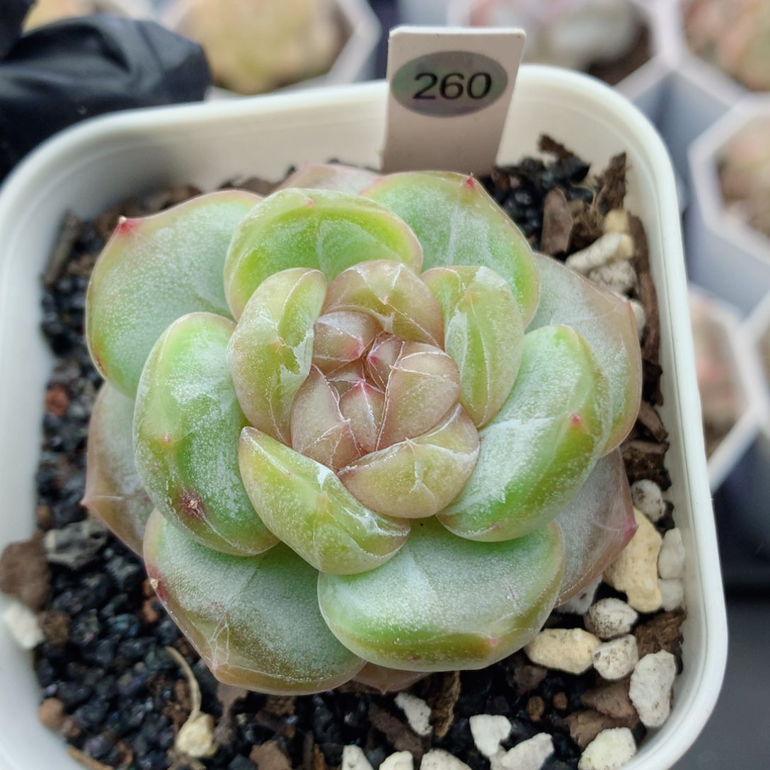糖心58包邮  群生不包整260