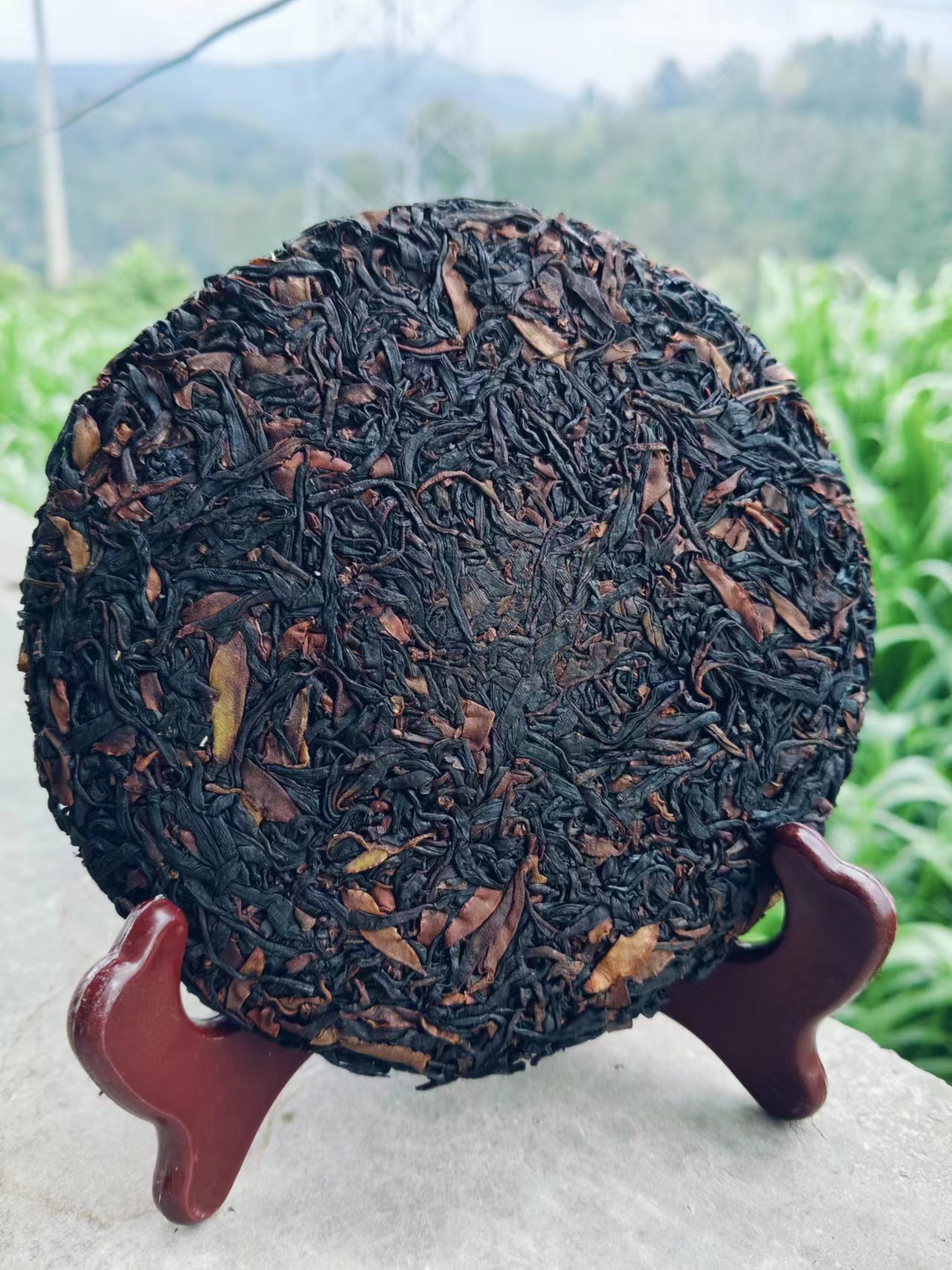 【缅茶单株-千年野生晒红茶】2025年古树晒红茶饼100g/饼（拍五发六）