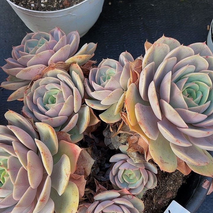 羊**亿蓝色苍鹭2457