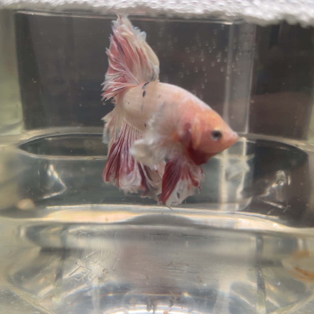 水母绣球半月，四川成都