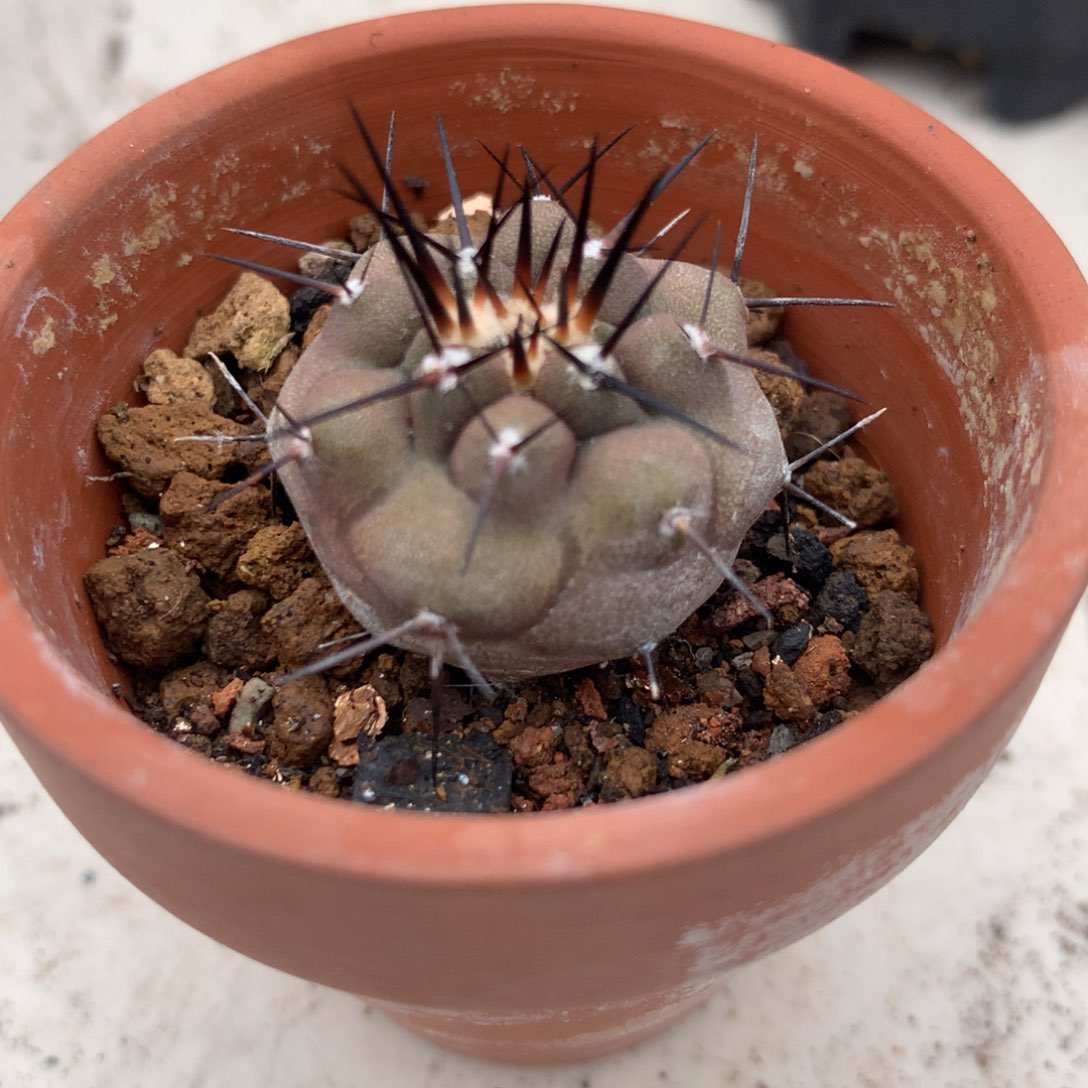 实生黑王丸仙人球