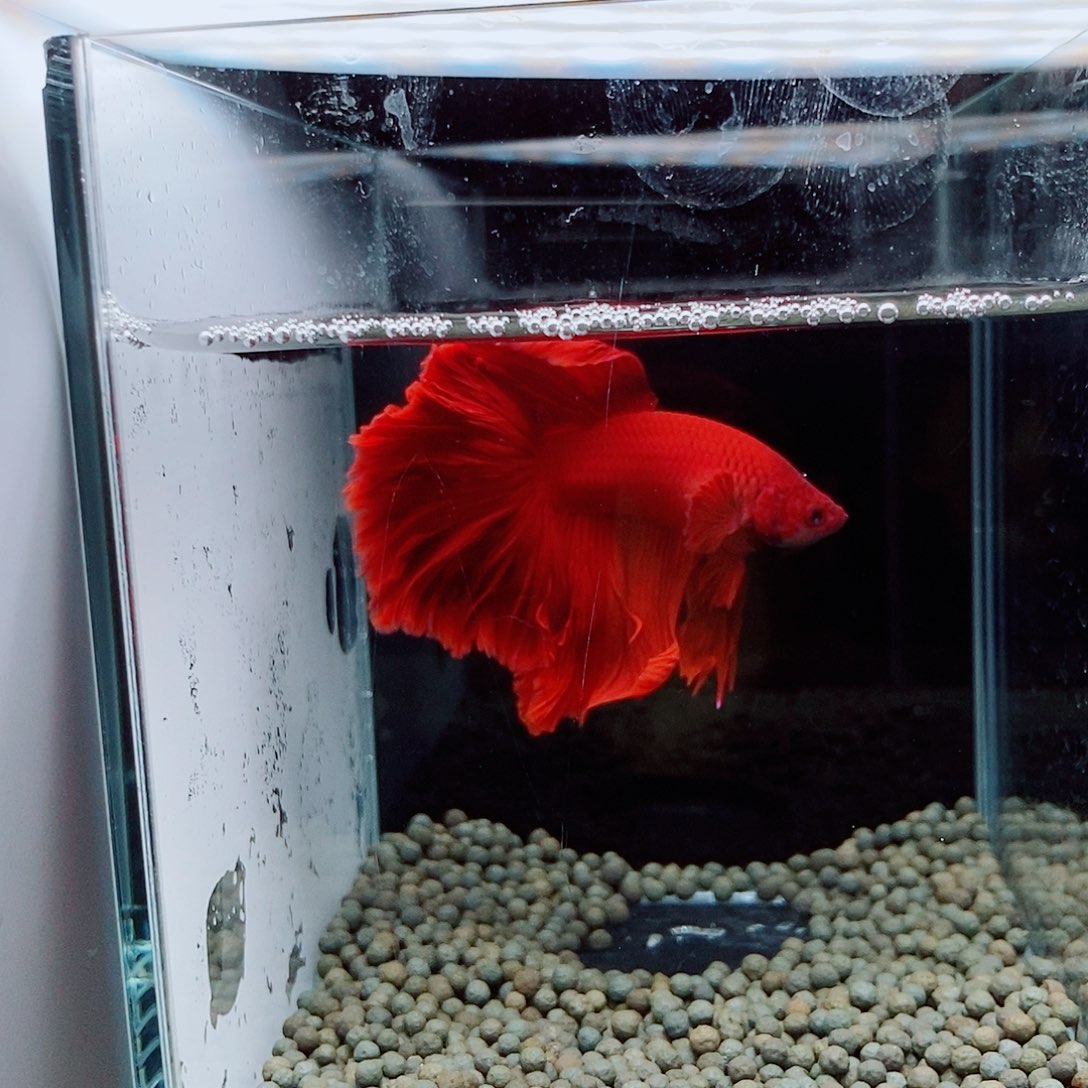 壹***条斗鱼黑126号巨斗半月