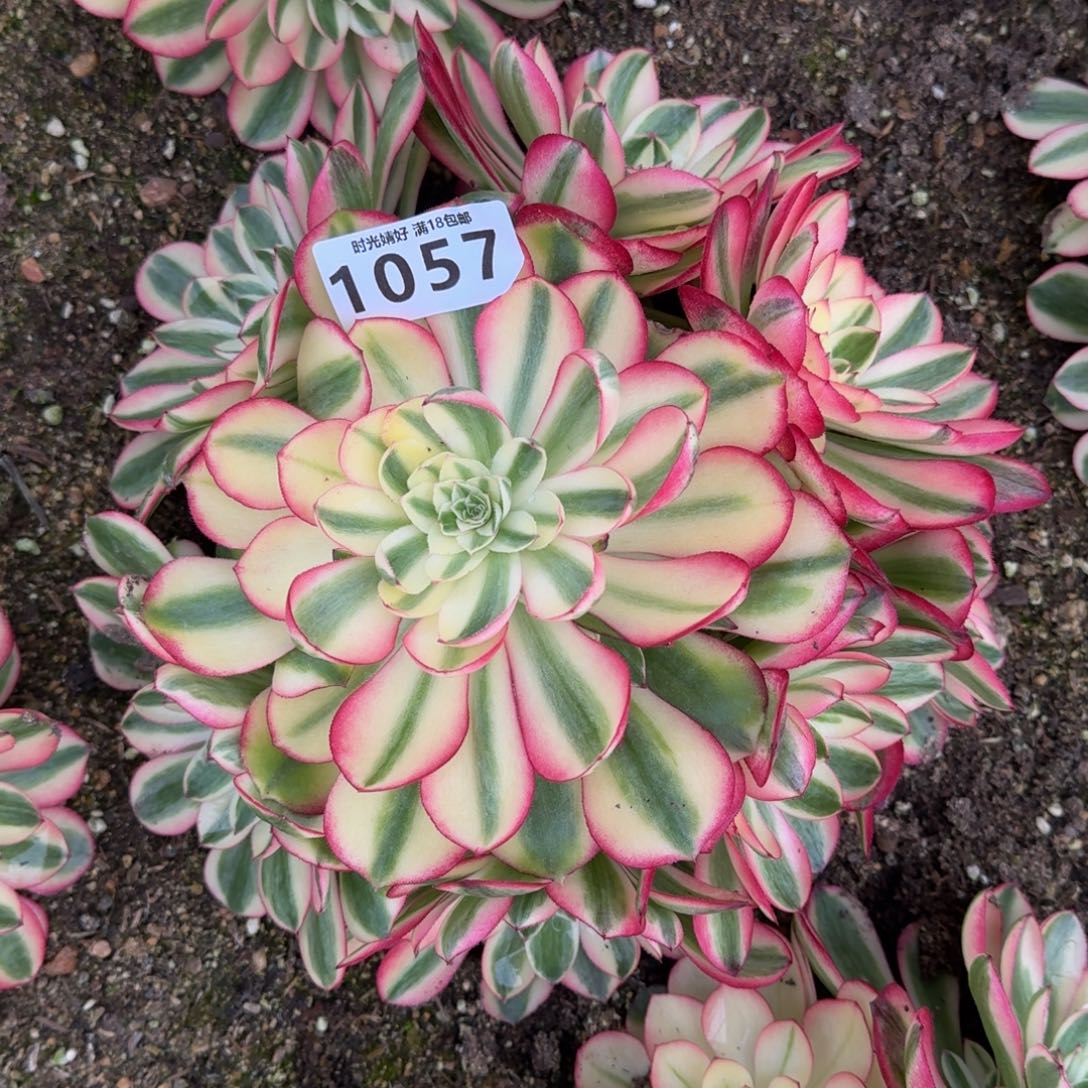 1057荔枝多肉植物