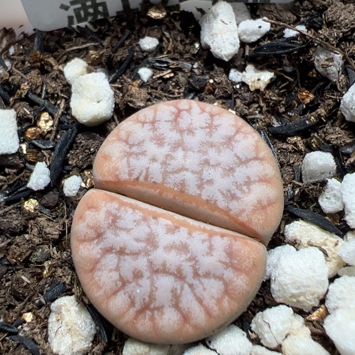 【闪购商品】 889。    