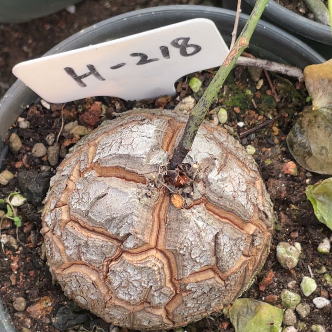 定养，龟甲龙6.5公分